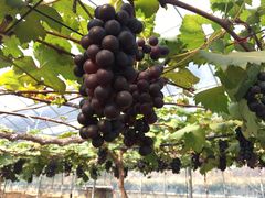 -海堤葡萄园中小学生研学基地