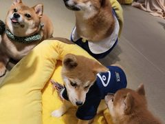 -逗柴咖啡屋·狗咖猫咖宠物桌游