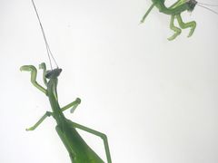 -上海昆虫博物馆