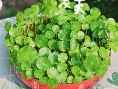 -观山美厨·精致粤菜(西樵店)