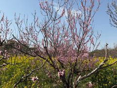 -南汇桃花村