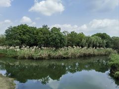 -贡湖湾湿地公园