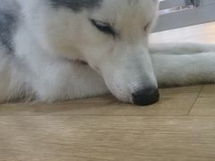 -Husky Go! 哈士奇体验馆·宠物咖啡厅狗咖