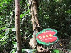 -呀诺达热带雨林