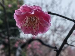 -无锡梅园公园