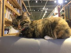 喵喵-小时光咖啡馆(开森度假森林店)