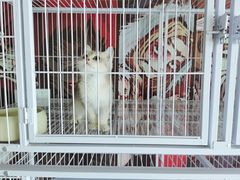 -喵百万·布偶·蓝金金渐层英短·猫舍(百子湾店)