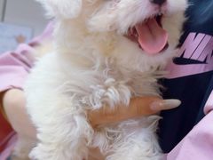-中农国际动物医院24小时·猫科·骨科·急重症中心