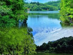 -深圳仙湖植物园