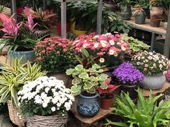 -金科花卉市场