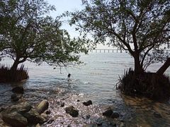 -宝安西湾红树林湿地公园