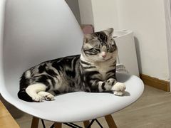 -北京观赏动物医院·24小时大型综合·猫专科·异宠专科