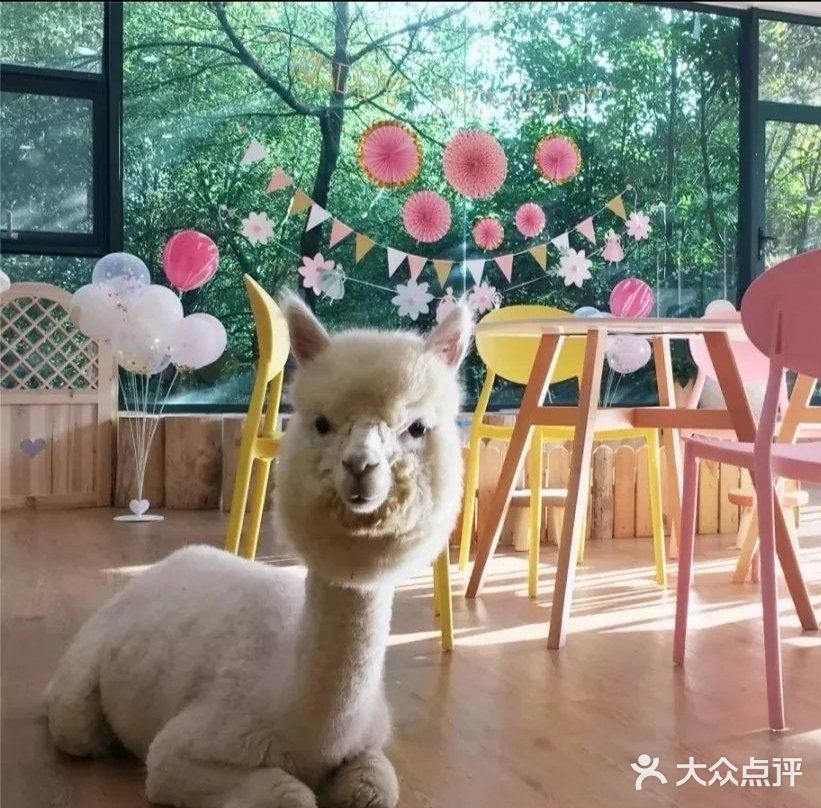 🐰和小动物亲密接触🐱