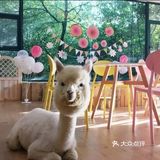 🐰和小动物亲密接触🐱