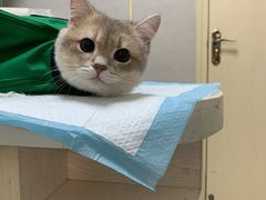 -关爱动物医院·心脏·中兽医·异宠(金牛路分院)