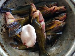嘎鱼-姥家大锅台水库渔家