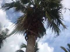 -亚龙湾国际玫瑰谷