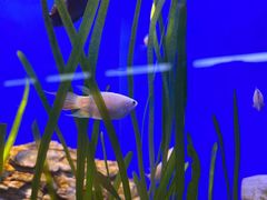 -上海海洋水族馆