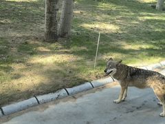 -北京野生动物园