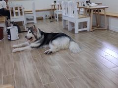 -李小姐の猫咖啡馆(五角场店)