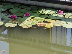 -新江湾城公园