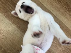 -柴犬小屋·柴餐厅·狗咖食堂(金鼎广场店)