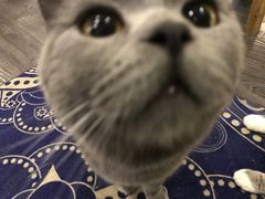-吉丁鸟咖·异宠·寄养