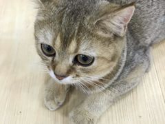 -李小姐の猫咖啡馆(五角场店)