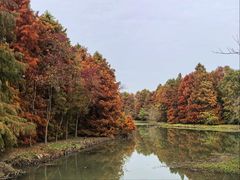 -上海海湾国家森林公园