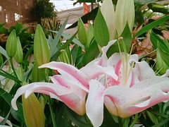 -秦美花卉(天朗·莱茵小城2期店)