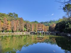 -深圳仙湖植物园