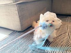 -欣宠猫屋·矮脚拿破仑·蓝金金渐层