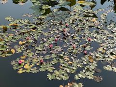 -国家植物园南园