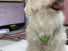 -宠爱国际动物医院· 猫科· 外科·中兽医(长白店)