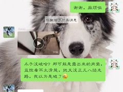 -趣玩宠物乐园寄养训犬训狗游泳池