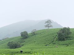 -帐篷客·溪龙茶谷度假酒店