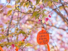 -西安青龙寺遗址景区