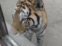 -阿露佳·舌尖上的安吉菜