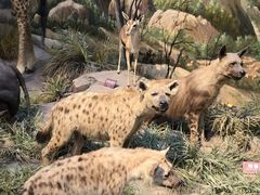 -陕西自然博物馆