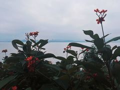 -深圳湾公园(南山区)