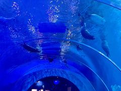 -海合安青岛极地海洋公园