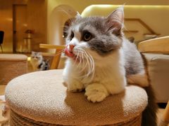-猫腻·猫咖·撸猫馆(星光大道店)