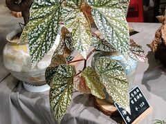 -弗劳尔花艺坊(龙涛店)