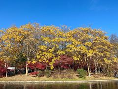 -上海共青森林公园