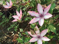 -四川大学(华西校区)