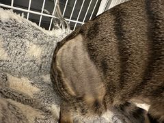 -创凡宠物医院·骨专科  猫科中心(西乡分院)