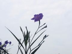 -映月湖中央公园