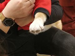-逗柴咖啡屋·狗咖猫咖宠物桌游