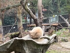-都江堰中华大熊猫苑