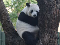 -成都动物园